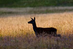 Jele ania (Cervus elaphus)